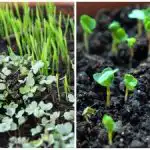Em que é que se podem plantar microgreens: um truque inteligente que irá deslumbrar com resultados impressionantes Em que é que se podem plantar microgreens: um truque