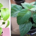 Estes erros podem deixá-lo sem colheita: Porque é que as