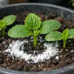 Guardar as plântulas de pepino durante a noite com um remédio de farmácia guardar-as-plantulas-de-pepino-durante-a-noite-com-um.png