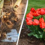 Já é altura de plantar bolbos de tulipas: que grande