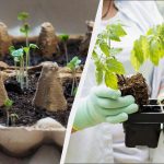 março é o mês das mudas: qs são os 6