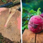 Melhores e piores "vizinhos" para a beterraba: o que pode