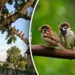 Métodos antigos versus truques novos - como proteger o seu