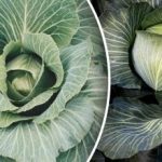 Não se pode contar com o grande: o que não