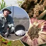 O alho crescerá como fermento: como preparar os canteiros no