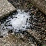 O bicarbonato de sódio e o vinagre podem ajudá-lo a esquecer as formigas em sua casa e no seu jardim para sempre o-bicarbonato-de-sodio-e-o-vinagre-podem-ajuda-lo-a.png