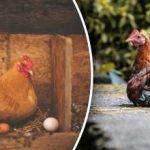 O que adicionar à alimentação das galinhas para que tenham