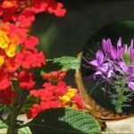 O que é melhor não plantar no canteiro: uma lista