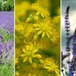 O que não plantar numa zona pantanosa: uma lista de