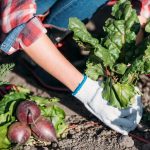 O que não se deve cultivar na horta: os jardineiros