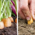 O que plantar ao lado das cenouras: os melhores e