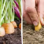 O que plantar ao lado das cenouras: os melhores e