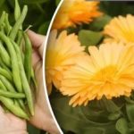 O que plantar ao lado do outro para uma dupla