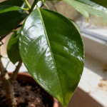 O "Scrooge" dos limões desaparecerá para sempre depois deste tratamento de primavera o-scrooge-dos-limoes-desaparecera-para-sempre-depois-deste-tratamento.png