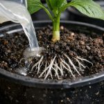 o-segredo-de-um-bom-arranque-das-plantulas-de-pimento.png