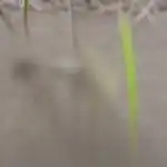 O segredo de uma dupla colheita de framboesas está escondido na poda correta da primavera o-segredo-de-uma-dupla-colheita-de-framboesas-esta-escondido.png