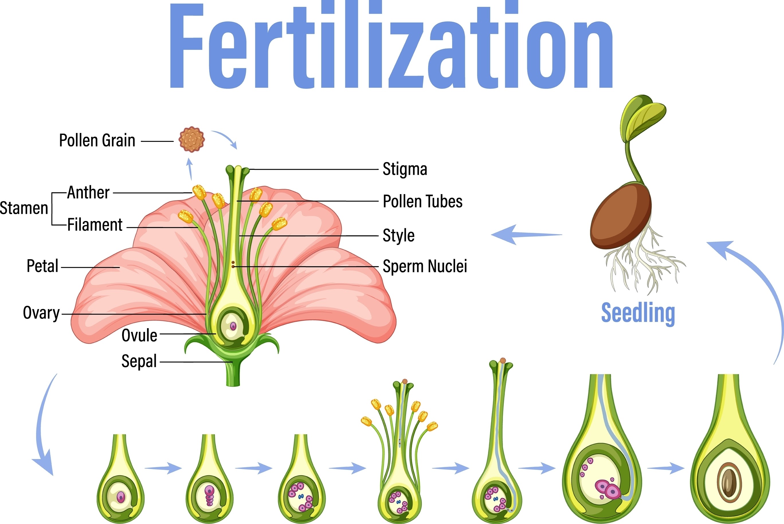 processo de fertilização das mudas, fazer AI tạo