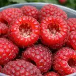 O segredo para uma colheita perfeita de framboesas grandes sem uma única larva no interior o-segredo-para-uma-colheita-perfeita-de-framboesas-grandes-sem.png