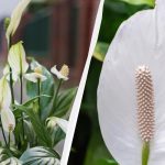 O Spathiphyllum florescerá durante anos se o mantiver afastado do