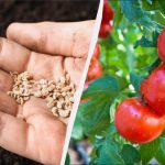 Onde cresceu o tomate, não se pode plantar 7 culturas: