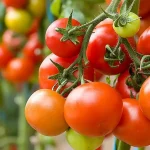 onde-cresceu-o-tomate-nao-se-pode-plantar-7-culturas.webp.webp