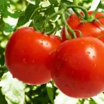 onde-nunca-se-deve-plantar-tomates-os-jardineiros-nomearam-5.webp.webp