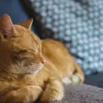 Os gatos entendem a fala humana: cientistas revelam as peculiaridades da comunicação animal os-gatos-entendem-a-fala-humana-cientistas-revelam-as-peculiaridades.webp.webp