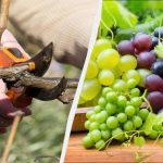 Os jardineiros mais prudentes já estão a começar a podar