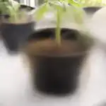 Os pepinos em vaso estão a secar devido a um erro de raiz não óbvio os-pepinos-em-vaso-estao-a-secar-devido-a-um.png