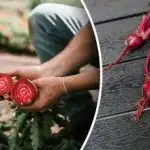 Os vizinhos vão rir-se: que plantas estragam a colheita da