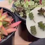 Para evitar que as suculentas se estiquem para cima: como