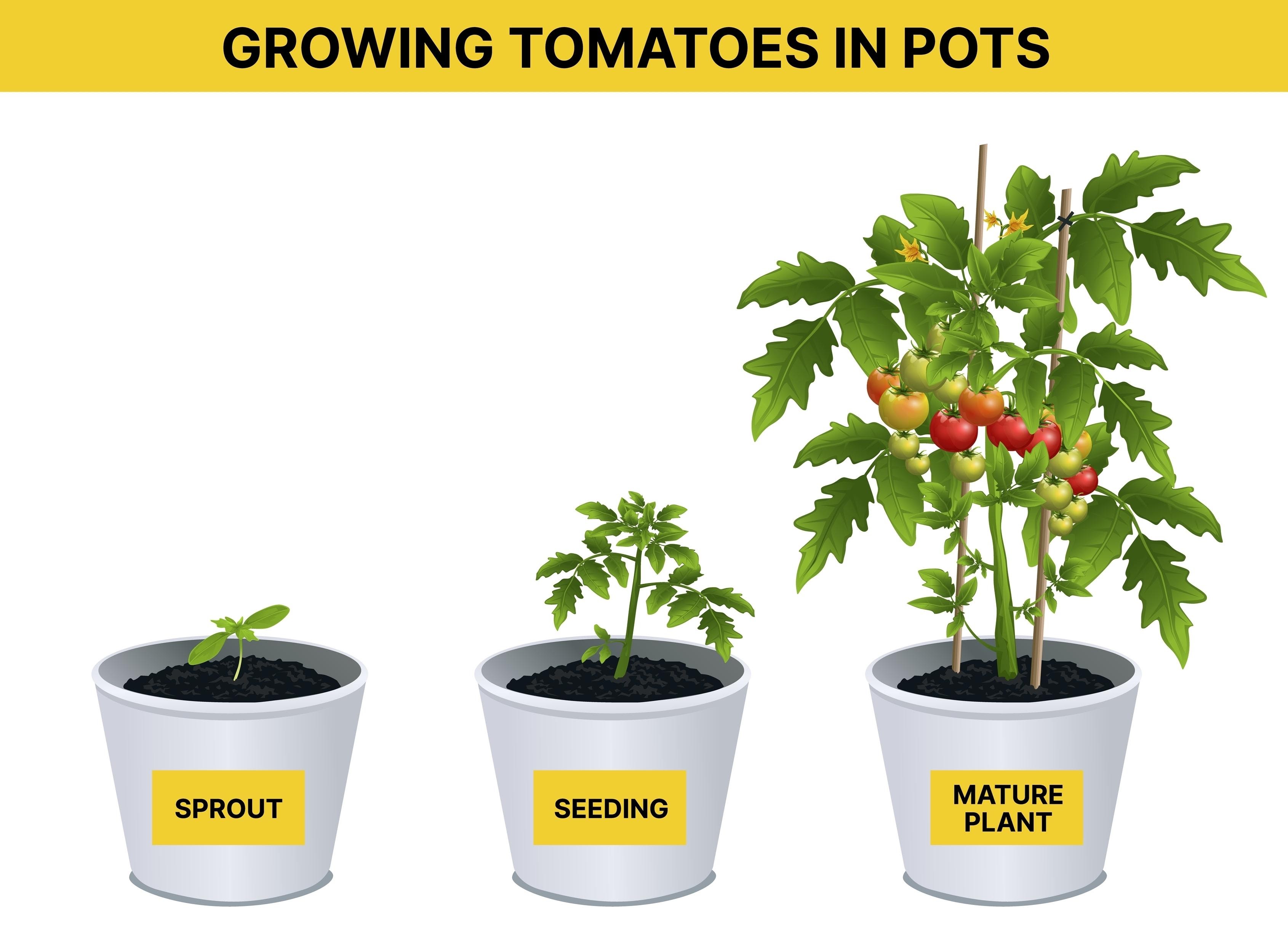 deficiência de fósforo em mudas de tomate, faça AI tạo