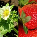 Pode colher bagas aos baldes: como alimentar os morangos na