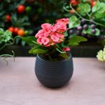 Ponho uma gota no vaso e a flor cresce como