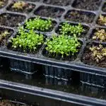 por-que-razao-as-plantulas-de-lobelia-murcham-em-cassetes.png