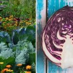 Porque é que a couve murcha no canteiro: tem tudo