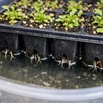 porque-e-que-as-plantulas-de-lobelia-morrem-em-cassetes.png