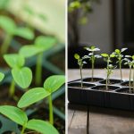 Porque é que as plântulas de pepino são fortemente esticadas: