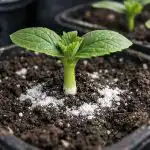 Porque é que as plântulas de pepino se deitam no chão e mudam de cor de um dia para o outro porque-e-que-as-plantulas-de-pepino-se-deitam-no.png