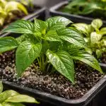 porque-e-que-as-plantulas-de-pimento-ficam-palidas-na.png
