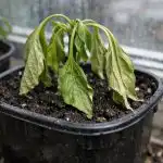 Porque é que as plântulas de pimento morrem à mais pequena brisa porque-e-que-as-plantulas-de-pimento-morrem-a-mais.png