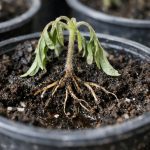 porque-e-que-as-plantulas-de-tomate-morrem-imediatamente-apos.png
