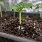 Porque é que as plântulas de tomate se transformam num fio e como resolvê-lo em três dias porque-e-que-as-plantulas-de-tomate-se-transformam-num.png