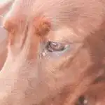 Porque é que os cães abanam as caudas: um filmologista descodifica a linguagem dos estados de espírito porque-e-que-os-caes-abanam-as-caudas-um-filmologista.jpg