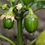 porque-e-que-os-pimentos-florescem-em-vao-e-como.png
