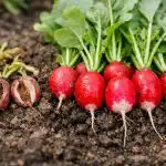 Porque é que os rabanetes são amargos e como cultivar uma colheita crocante logo em abril porque-e-que-os-rabanetes-sao-amargos-e-como-cultivar.png