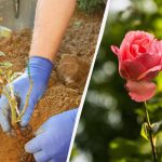 Qdo é a melhor altura para plantar rosas na primavera: