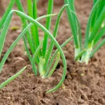 quando-semear-cebolinho-como-cultivar-cebolas-a-partir-de-sementes.webp.webp