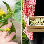 Que pepinos plantar em 2026: estes híbridos dão os rendimentos