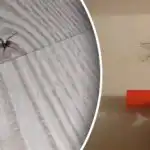 Remover as teias de aranha não é suficiente: como se livrar das aranhas de uma vez por todas Remover as teias de aranha não é suficiente: como se